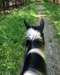 Three square horsehair braids with swarovski crystals. Braiding A Paint Horse Mane Terry Golson