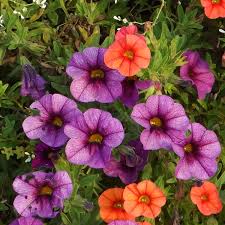 Image result for calibrachoa million bells