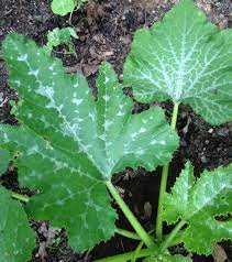 Maybe you would like to learn more about one of these? Mottled Zucchini Leaf Our Urban Garden