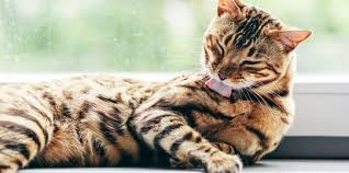 By anggaposted on november 28, 2020. Fakta Menarik Dari Air Liur Kucing Tak Perlu Cemas Saat Kena Jilat Merdeka Com