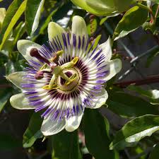 Image result for Passiflora edulis