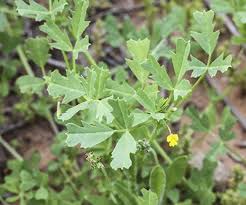 Image result for Medicago laciniata
