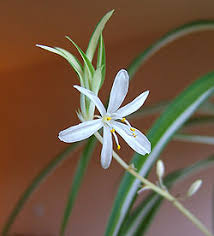 Image result for Chlorophytum sparsiflorum