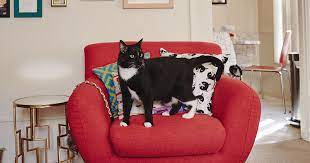 Bringing home a kitten is a big commitment but one that, given the. How To Cat Proof Your Home Zoetis Petcare