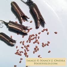 Image result for Sesamum