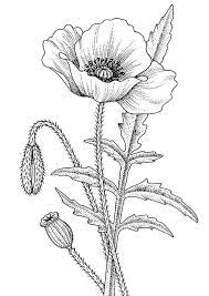 Maybe you would like to learn more about one of these? California Poppy Awesome Drawing Of California Poppy Coloring Page Poppy Drawing Poppy Flower Drawing Flower Line Drawings