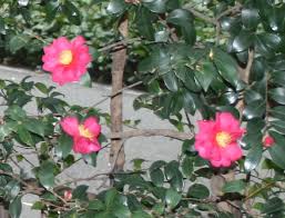 Camellia Sasanqua Kanjiro Love Moist Well Drained Soil Plant Root Ball 2 Inches Above The Soil Line Plant Roots Plants Soil