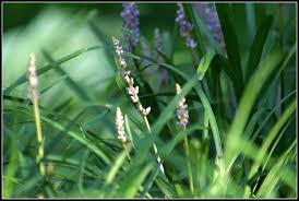 Monkey grass is reasonably resistant to diseases and pests, but wet feet in the plants leads to the onset of root rot in all varieties of monkey grass. How To Kill Monkey Grass Effectively