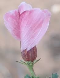 Image result for Hibiscus pusillus