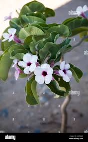 Image result for Adenium boehmianum