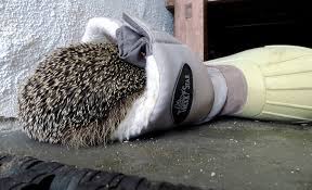 Liebt seine winterruhe in einem trockenen versteck: Igel Im Winterschlaf Selbst De