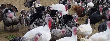 Athugið þó að steikingartíminn er styttri en á að skera kalkún? Frilandskalkun Salg Af Frilands Kalkun Til Jul Thanksgiving Pa Sjaelland