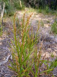 Image result for Schoenus