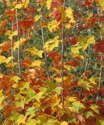Check spelling or type a new query. Regal Petticoat Maple Watters Garden Center Leaf Coloring Garden Center Petticoat
