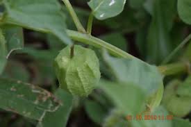 Image result for Physalis lagascae
