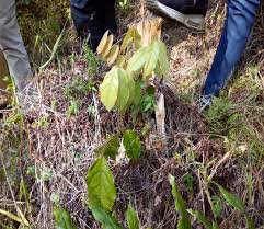 Image result for Bothriocline nyungwensis