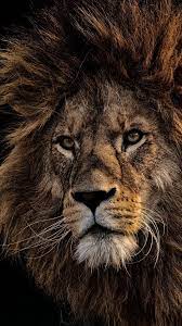 Black Lion Wallpapers Background Hupages Download Iphone Wallpapers Lion Pictures Lion Wallpaper Lion Photography