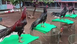 Akan tetapi untuk keturunan ayam bangkok wido, adalah satu yang memiliki kombinasi warna bulu ini. Ayam Suro Karakteristik Jenis Kelebihan Kelemahan Cara Merawat