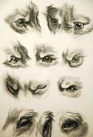How To Paint Dog Eyes Looking Down Realistically Google Zoeken Art Animal Drawings Drawings