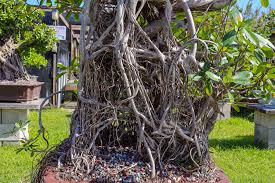 Image result for Ficus fischeri