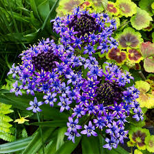 Image result for Scilla