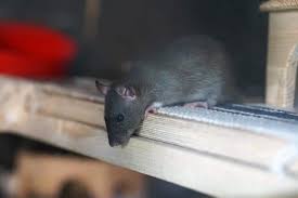 Escrementi Di Topo Come Eliminare La Cacca Di Topi In Casa