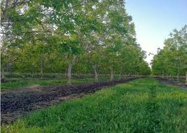 Distante de plantare, pregatire teren, plantare, scheme. Infintarea Livezilor De Nuc Seminte Ingrasaminte Turba