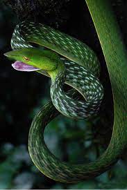 Green Snake Reptiles And Amphibians Snake Turtle Nature Animals