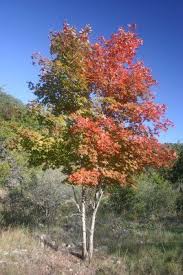 Rocky Mountain Maple Tree Plants Plant Identification Maple Tree