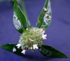 Image result for Spermacoce deserti