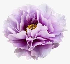 watercolor floral clipart peony arrows transparent background purple flowers png image transparent png free download on seekpng watercolor floral clipart peony arrows