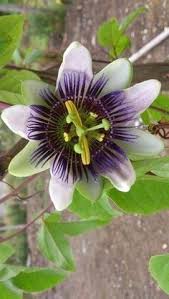 Velg blant mange lignende scener. 900 Clematis Passion Flower Ideas In 2021 Clematis Clematis Vine Planting Flowers