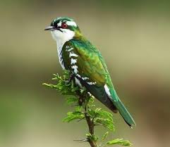 Name Small Birds Of South Africa Birds Of The World Dideric Cuckoo South African Birds Beautiful Birds Pet Birds