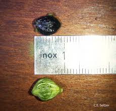 Image result for Alangium chinense