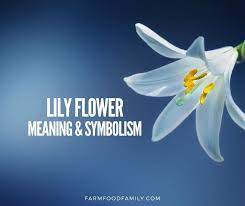 'blue flowers/patterns') covers a wide range of white pottery and porcelain decorated under the glaze with a blue pigment, generally cobalt oxide. Lily Flower Meaning Symbolism A Symbol Of Femininity Motherhood