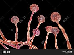 Aspergillus flavus is one of about eight members of the same family. Fungus Aspergillus Image Photo Free Trial Bigstock
