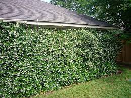 We did not find results for: Jasmine Ideas Outdoor Landscaping Ideas Front Yard Backyard Oasis Backyard