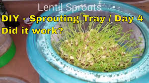 Diy soaking amp sprouting lids for mason jars. Diy Sprouting Tray Update Day 4 Did It Work