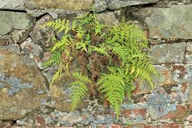 Image result for Pityrogramma