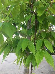 Very few pest concerns at all and none that you will need to. Autumn Blaze Maple Archives Western Garden Centers