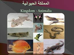 تصنيف المملكة الحيوانية Shms Saudi Oer Network