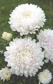 Pin On Aster Wellness