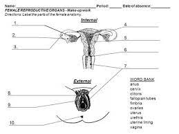 Male And Female Reproductive Anatomy Ppt Video Online Download