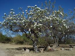 Image result for Ipomoea intrapilosa