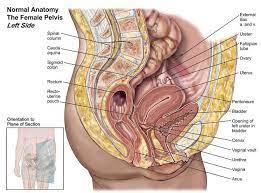 If this vertical plane runs directly down the middle of the body, it is called the midsagittal or median plane. Left Side Of Female Pelvis Anatomical Structure