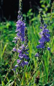Image result for Veronica abyssinica