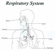 These alphabet coloring sheets will help little ones identify uppercase and lowercase versions of each letter. Respiratory System Unlabeled Human Anatomy Diagram Coloring Library