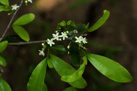 Image result for Erythroxylum emarginatum