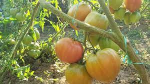 Unul in care se face vodca (adica. Cat Se Lasa Fructele La Fermentat Pentru Tuica Youtube