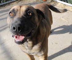Maybe you would like to learn more about one of these? 18 Dogs Ideas Dogs Adoption Animals